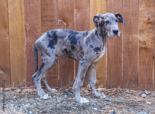 Great dane puppy outside by fence