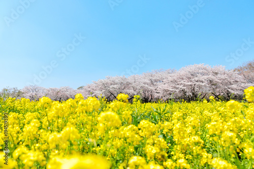 満開の桜と菜の花畑