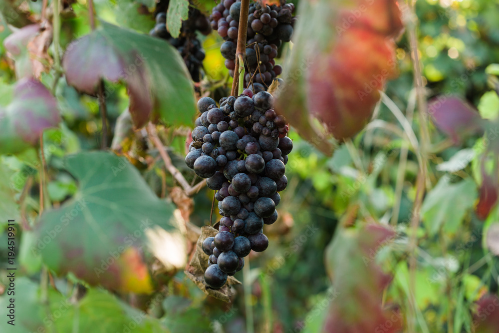 Red grape Red grape