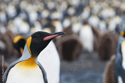 King Penguins (Aptenodytes patagonicus), Salisbury Plain, South Georgia. photo