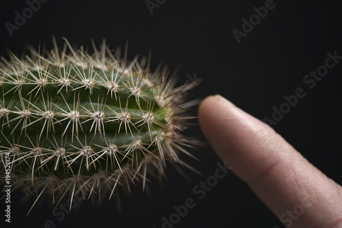 cactus photo