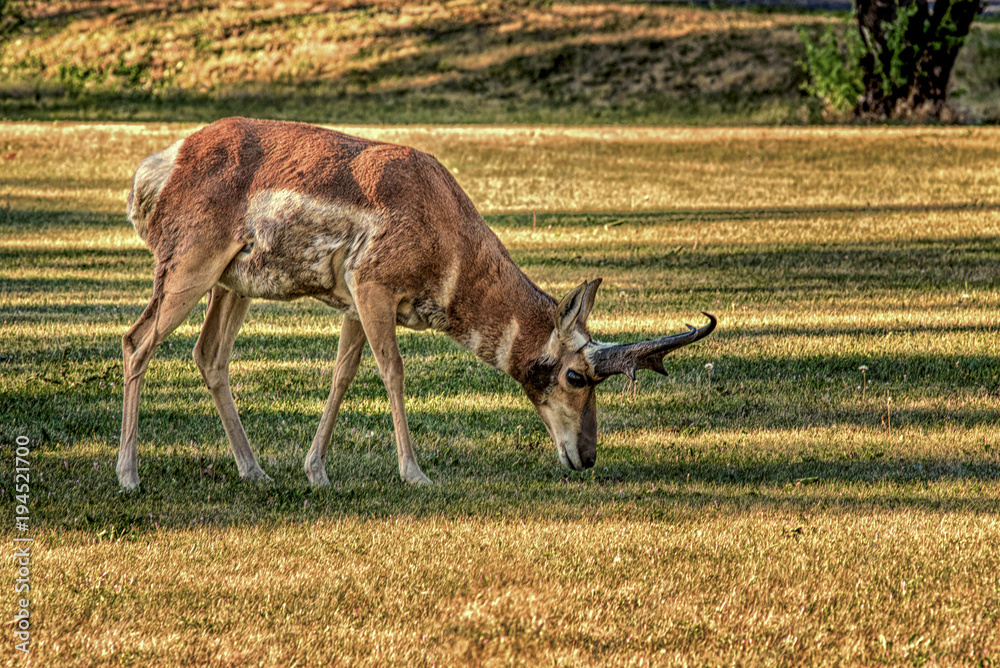Antelope grazing along the golf course. Antelope grazing along the golf course.