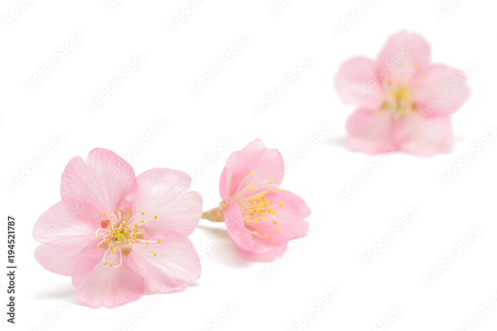 Obraz premium Tło wiosna kwiat wiśni