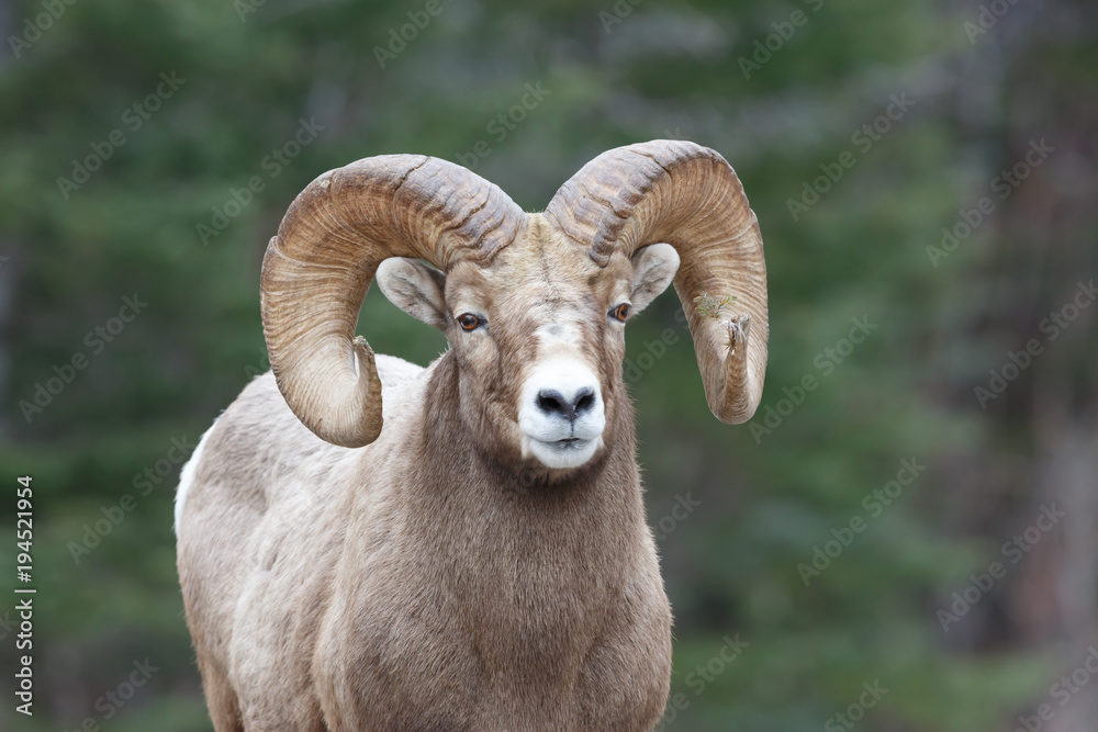 Tamerack Ram Tamerack Ram