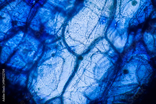 Onion cells at the microscope
