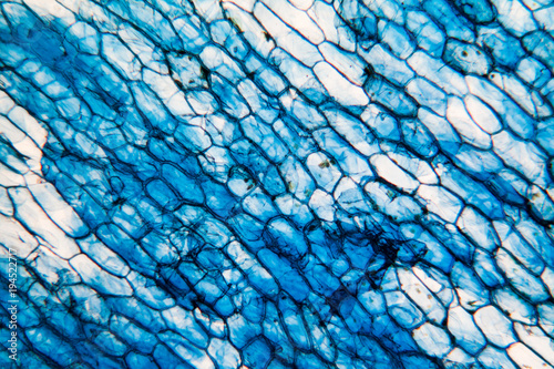 Onion cells at the microscope
