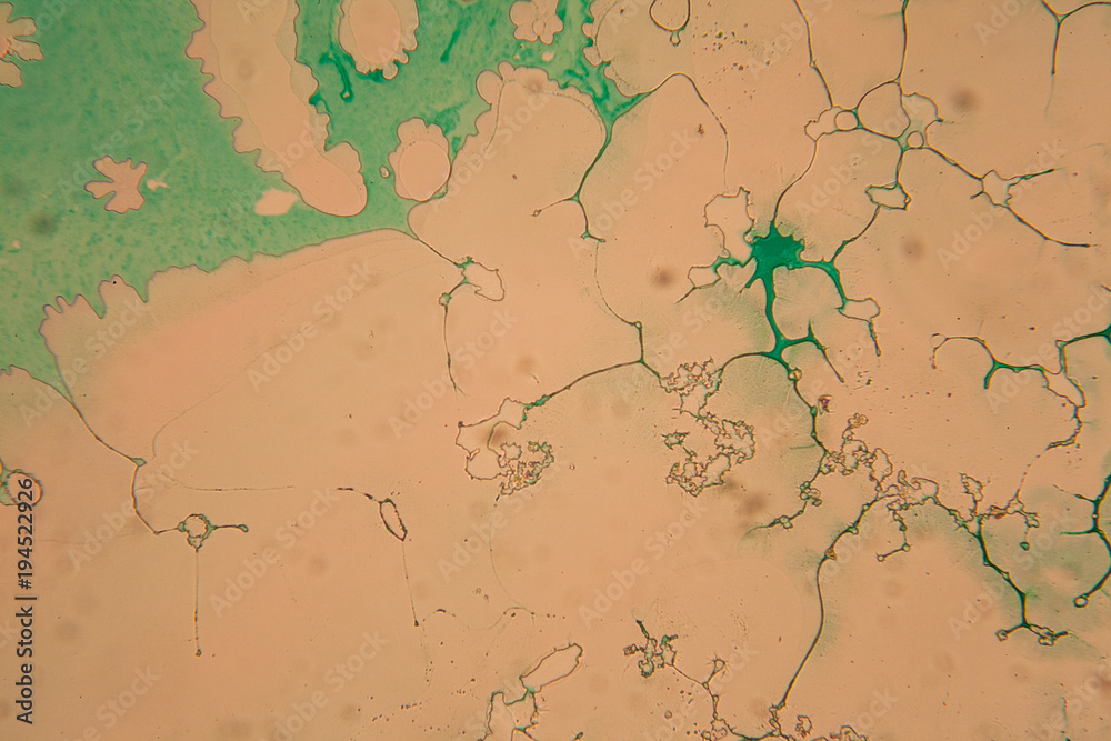 Naklejka premium Human cells and dried colorful water at the microscope 