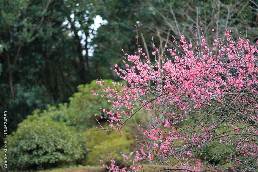 紅梅