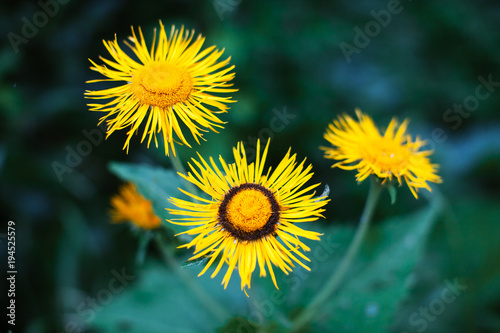 Wild Yellow Daisies photo