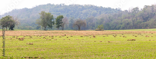 Panorama view of green fields in farmland