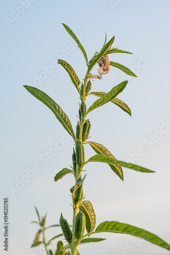 Sesame on tree in plant