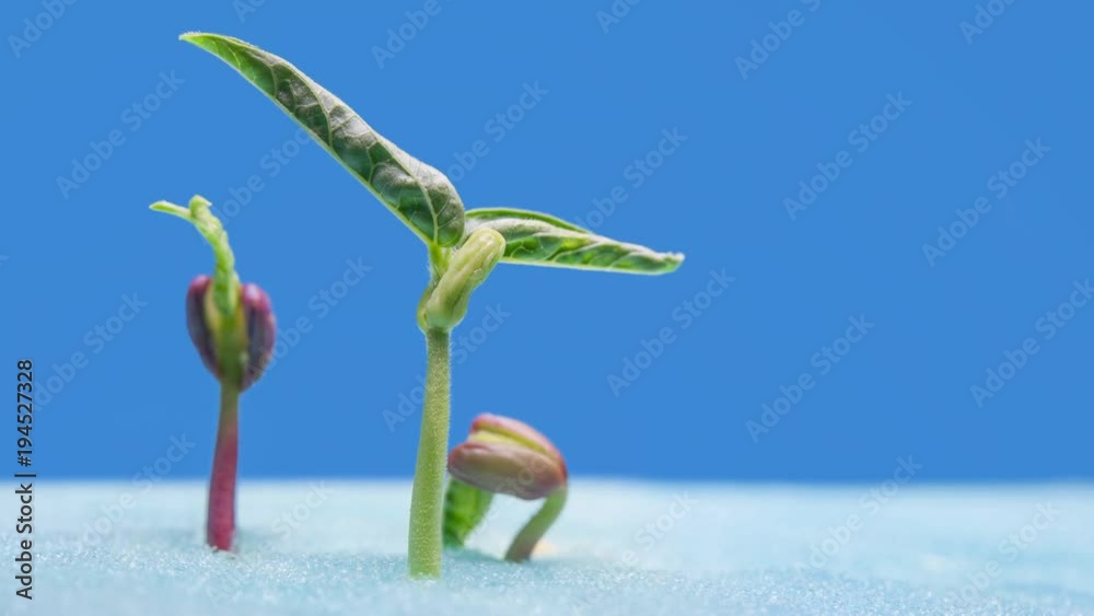 The growth of young green hydroponic Timelapse and blue background