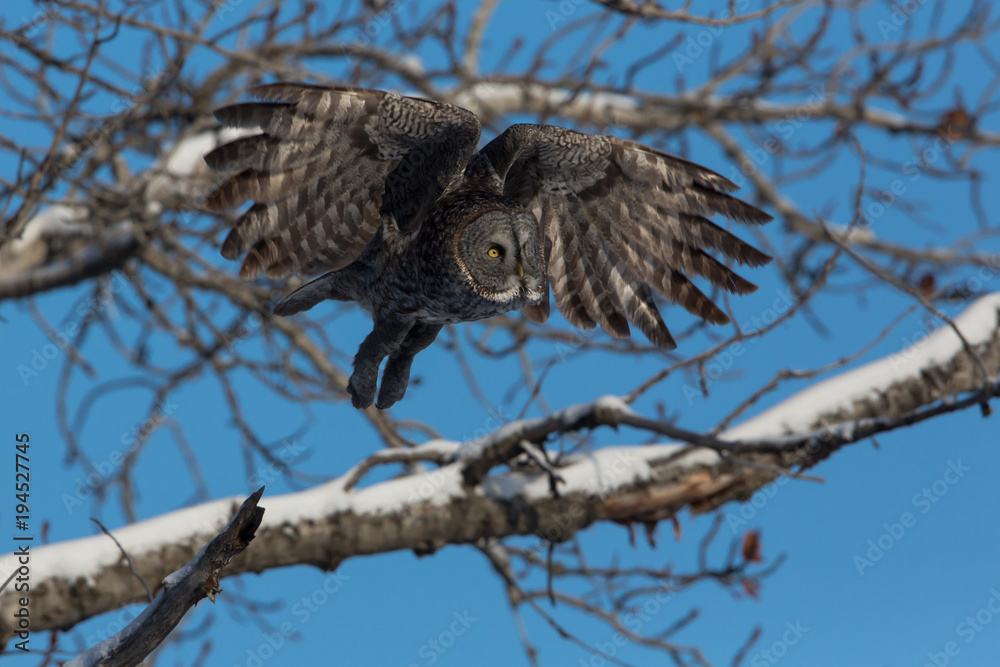 Fototapeta premium Grey in flight
