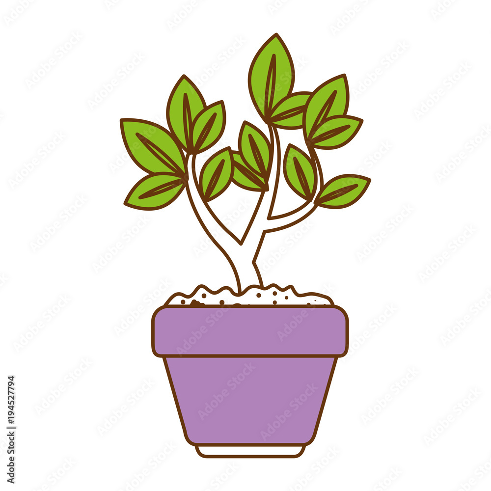 beautiful bonsai houseplant in pot vector illustration design beautiful bonsai houseplant in pot vector illustration design