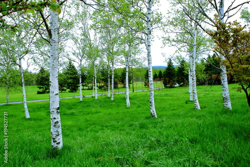 Park in Sapporo, scenery of spring birch forest