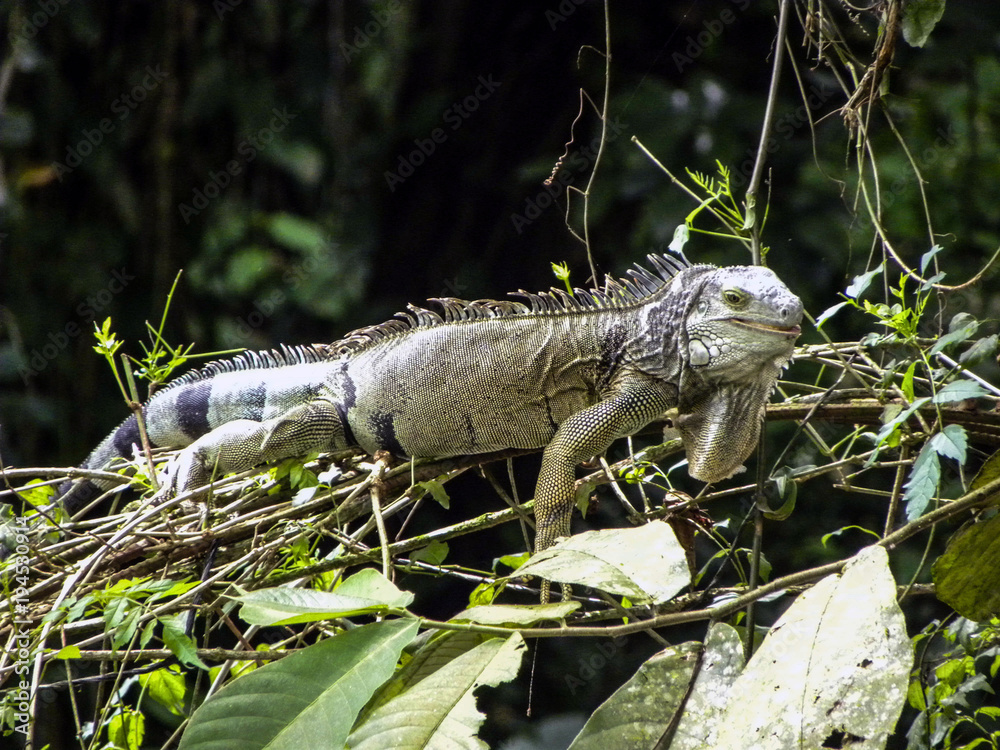 Costa Rica