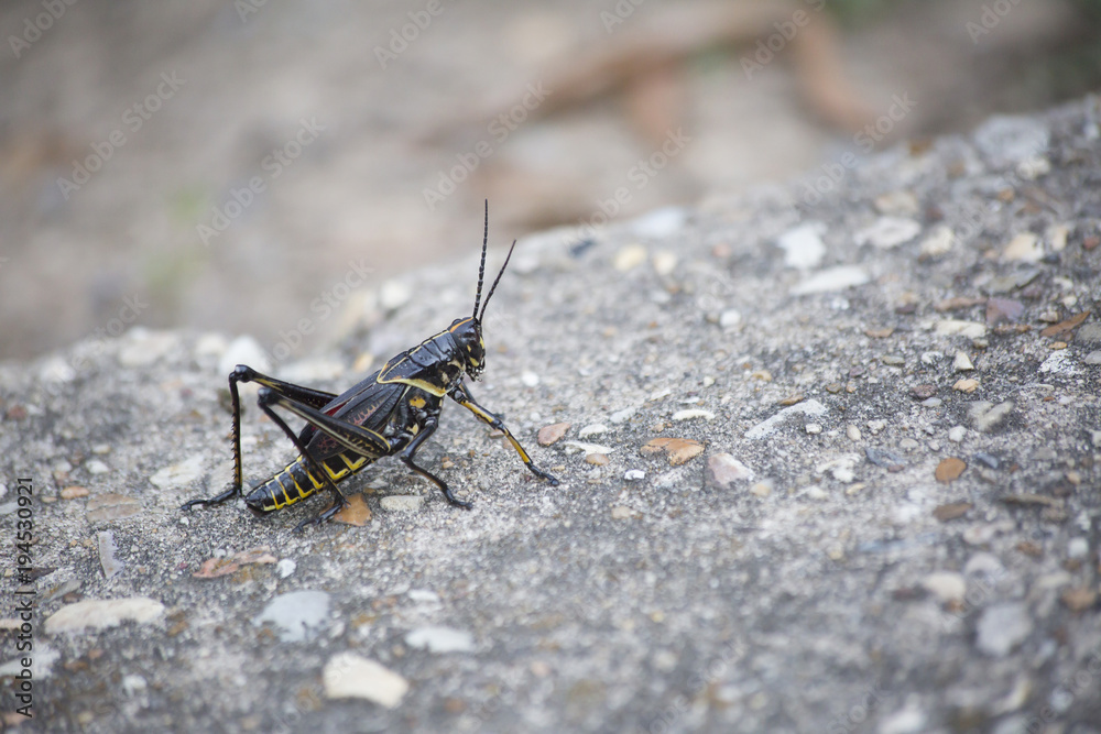 Grasshopper Grasshopper