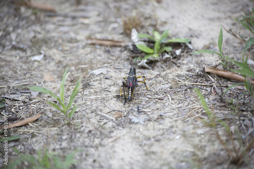Grasshopper © Brandy McKnight