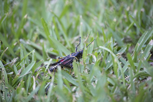 Young Eastern Lubber Grasshopper © Brandy McKnight