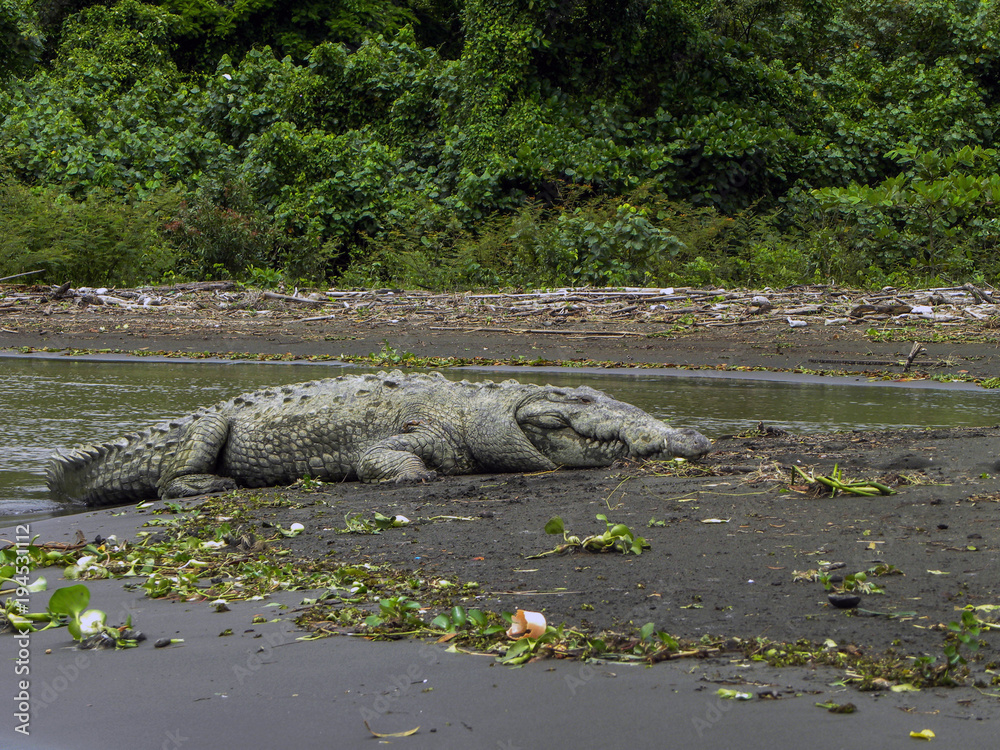 Crocodile