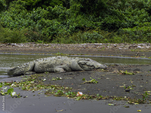 Obraz na płótnie Crocodile w salonie