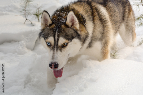 Siberian husky dog in the winter forest.