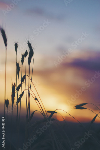 Obraz na płótnie Sunset w salonie