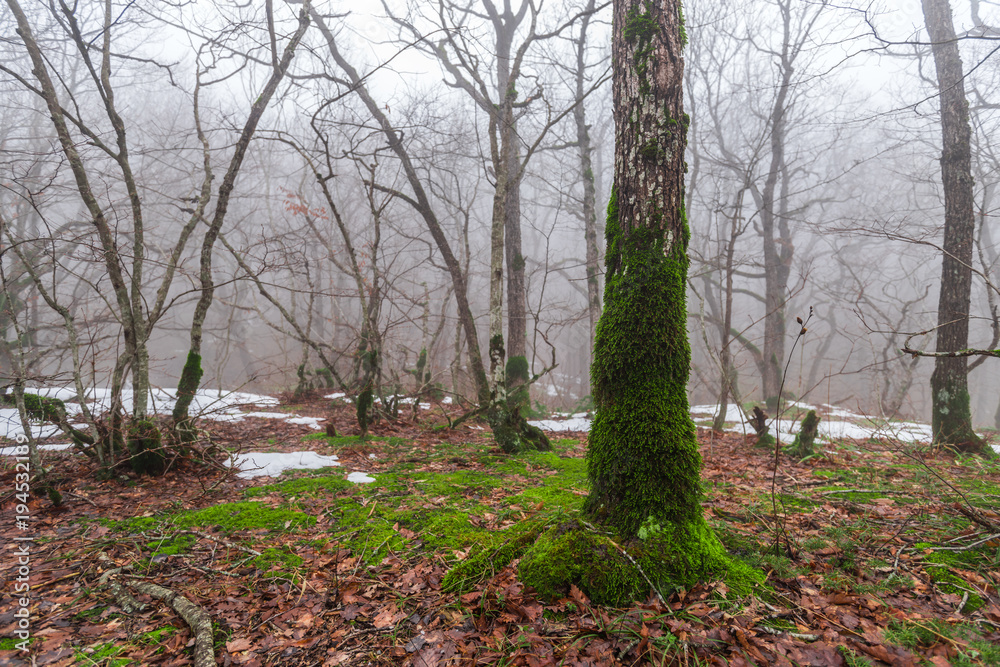 Spring nature landscape with melting snow and thawed patches in forest Spring nature landscape with melting snow and thawed patches in forest