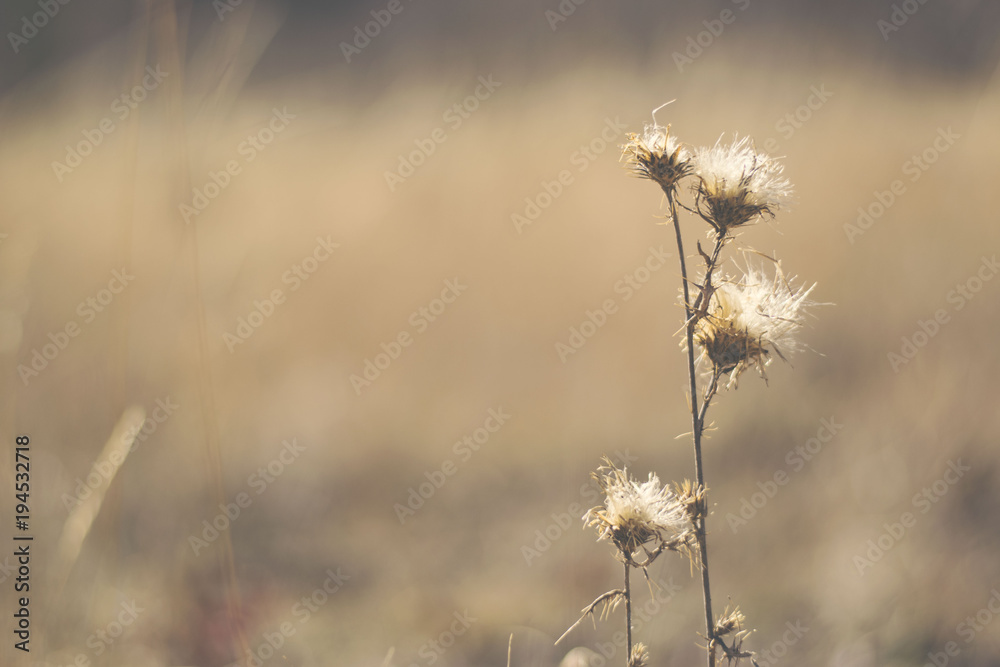 Field
