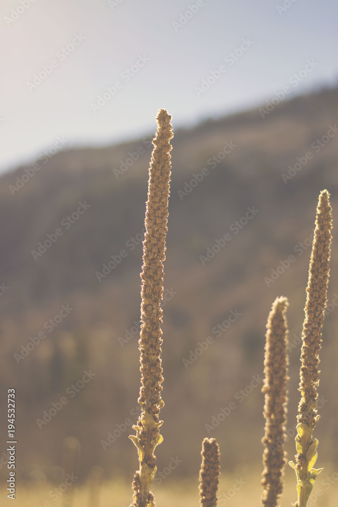 Field