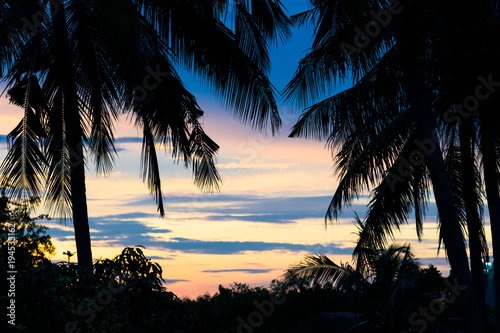Coconut tree in silhouette with dramatic blue and orange sky