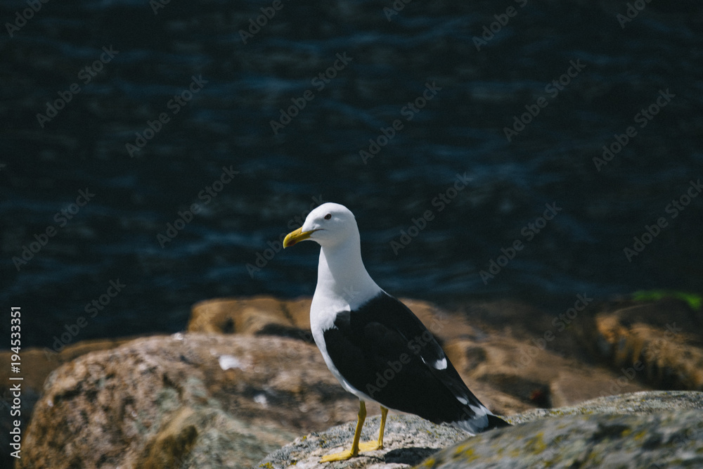 Seagull