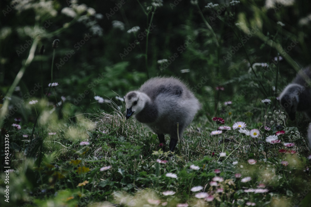 Duckling