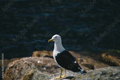 Obraz na płótnie Seagull w salonie