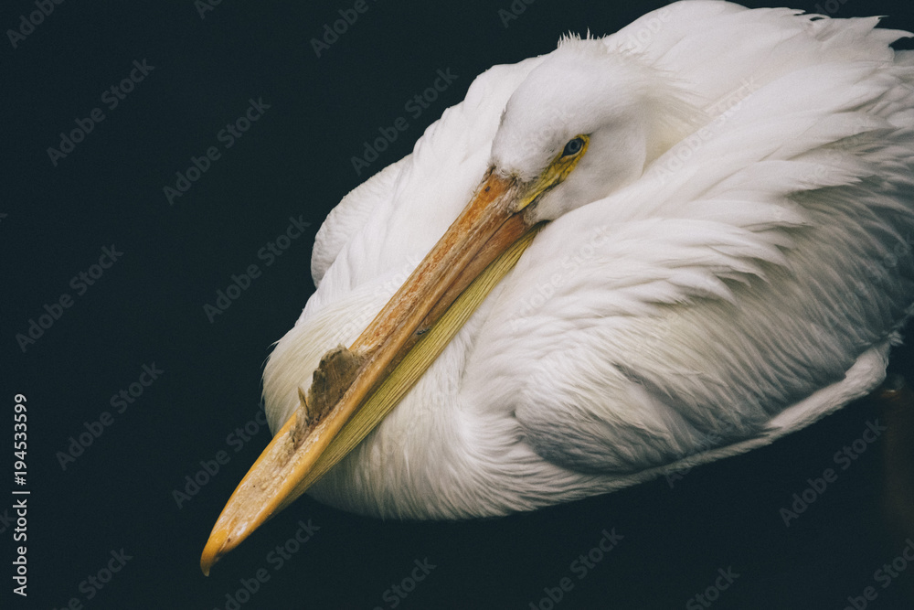 Pelican