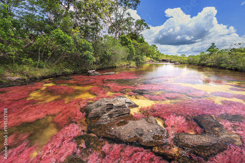 Cano Cristales (River of five colors), La Macarena, Meta, Colombia photo