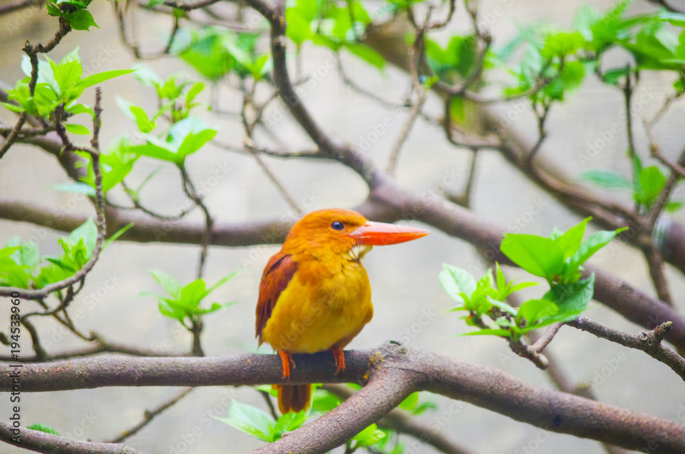 アカショウビン アカショウビン