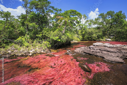 Cano Cristales (River of five colors), La Macarena, Meta, Colombia photo