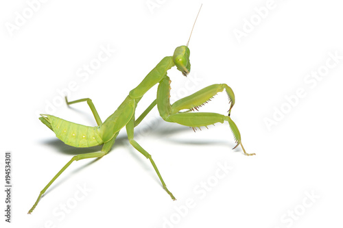 A praying mantis isolated on white background. Using macro lens and focus stacking technique.