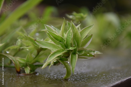 macro vies of the small plant after rainfall