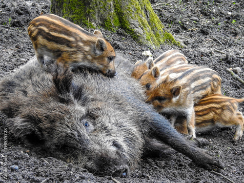 Wildschweine