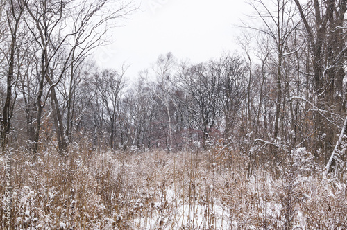 Wallpaper Mural Winter has come. Snowy field and the silence in the forest Torontodigital.ca