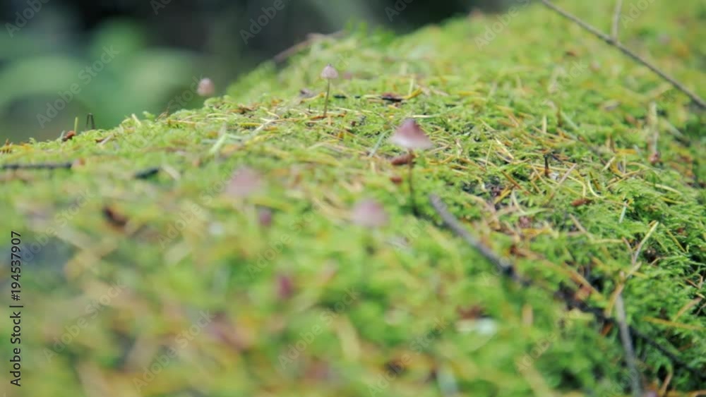 Mushrooms-fungi starting to grow on grass Mushrooms-fungi starting to grow on grass
