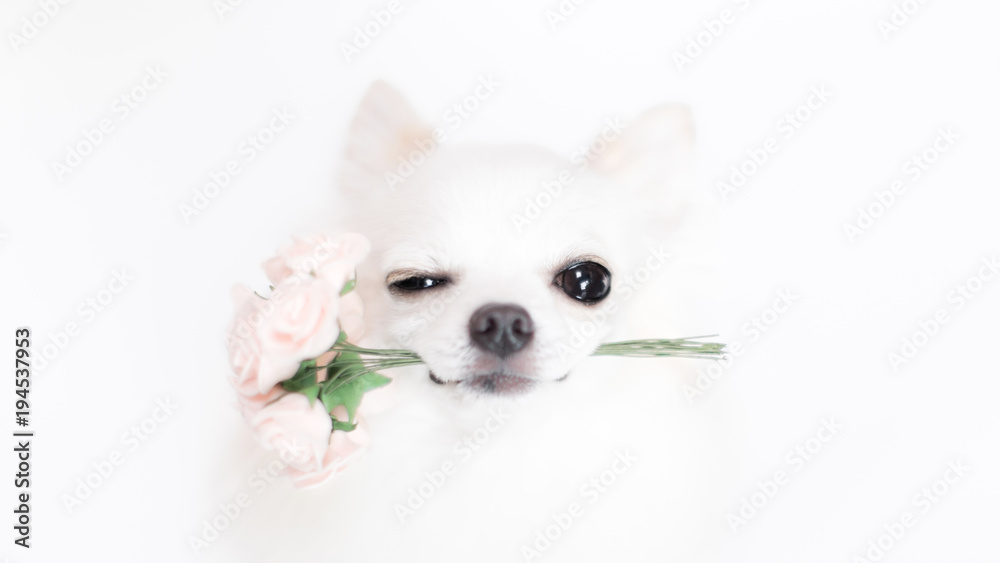 バラの花束を咥えたチワワ バラの花束を咥えたチワワ