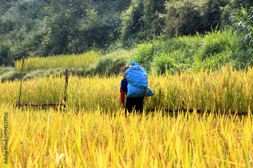 Rice field on the mountain in Thailaned © Dusadeephan Phajee