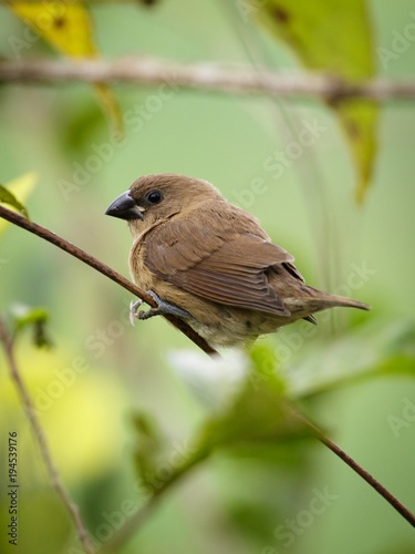 Image of finch, warbler or wren on the branch on the natural background. bird. Animal. © yod67