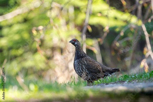 Spruce Grouse