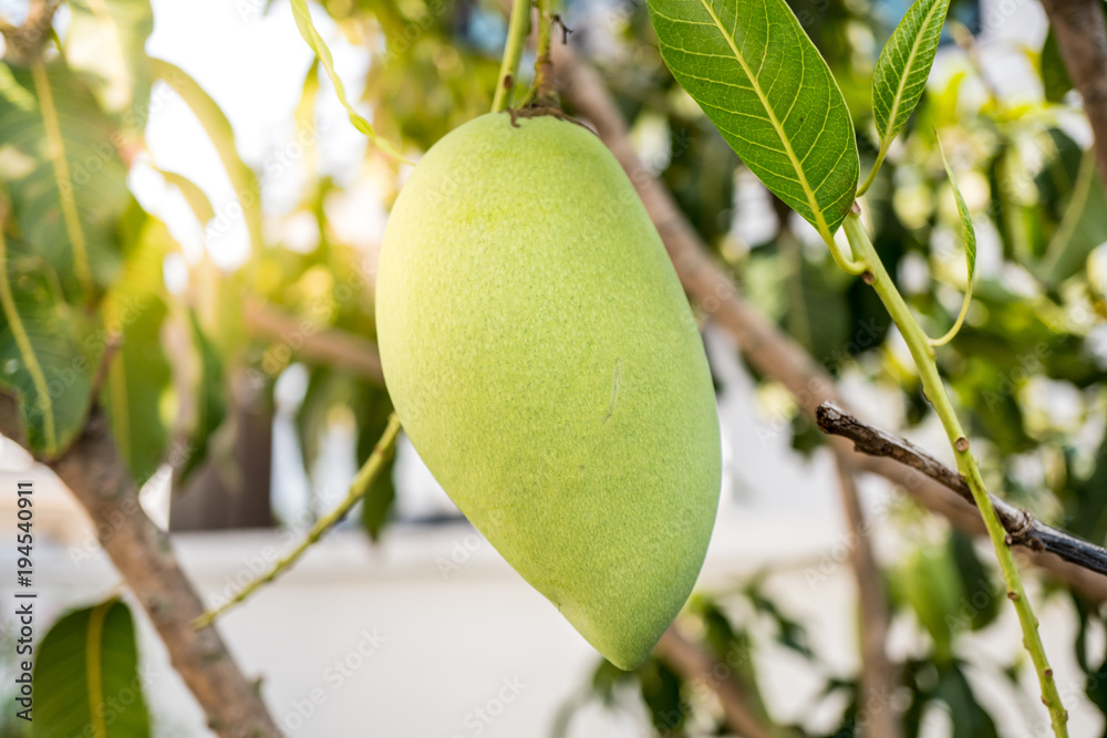 Mango fruit on the tree. Big eat.  Selective focus.