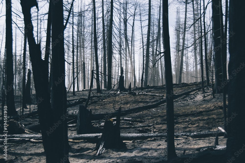 Forest Fire