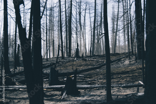 Obraz na płótnie Forest Fire w salonie